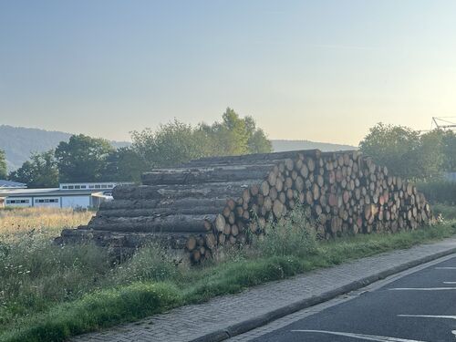 Holzlagerung Borkenkäfer